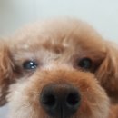 제이 그루밍 이미지
