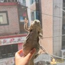 나눔 양한방동물병원 | 비어디 도마뱀 치료하다가 통장 털린 썰 푼다...특수동물병원 방문기 (1)🦎💸