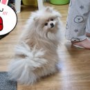 태우식육점
