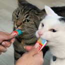 평화로04 이미지