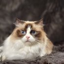 엘름트리 캐터리 이미지