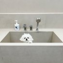 그루밍 까꿍 이미지