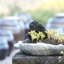 굴구지정원 이미지