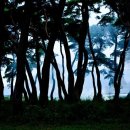 새벽-숲 이미지