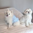 엘본쓰 이미지