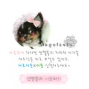 쥬라기동물종합병원 이미지