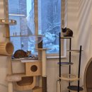 마오캣 | 고양이 다묘가족 호텔링 ~ 대전 고양이 호텔 페르시안캣