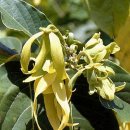 일랑일랑 이미지