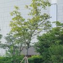 국립중앙박물관 앞에 심은 벽오동나무 이야기입니다. 이미지