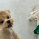 내동애견 이미지