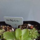 원시스 이미지
