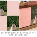 오케이화원 | W. 아이폰스냅 계약 후기 | 비밀의 화원 선택 이유, 아이폰스냅 계약 시 고려했던 요소들
