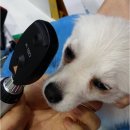 양곡동물병원 네이버블로그