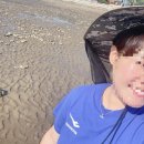 죽림어촌체험휴양마을 | 나홀로 갯벌체험/진도죽림어촌체험휴양마을
