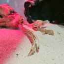 도마뱀있ZOO