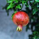 달콤새콤 이미지