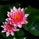 들꽃산장 이미지