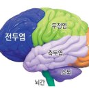 전두엽 행복 이미지