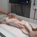 FM동물영상의학센터 | 부천동물병원 24시동물병원 24시옥길아라동물의료센터 강아지 건강검진 당일결과