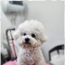 오늘, 예쁘개 이미지