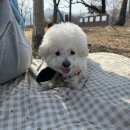 별따줄개 이미지