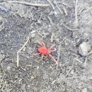 무룡고개(장계)화장실 | 전북 장수 장안산(1237m) 최단거리쉬운코스 주차 블랙야크 100대명산 (2026.5.30)