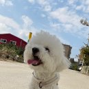 멍그니엘 이미지