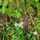 오대산 소금강 무릉계곡 이미지