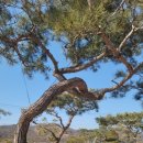 팽나무 농장 이미지