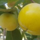 농업회사법인 유한회사 우리농장 이미지