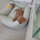 그루밍독스 이미지