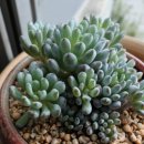 블루빈스 이미지