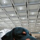 선샤인퍼피 이미지