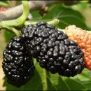 (주)오디 이미지