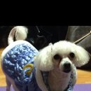 한양종합동물병원 이미지