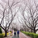 산운생태공원 공중화장실 | [부산] 부산 벚꽃축제 삼락생태공원 낙동제방벚꽃길 개화상황 2026.03.31.