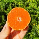 수완농장 이미지