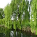 버드나무 이미지