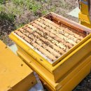 꽃 꿀방 이미지