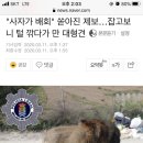 이건사자 이미지