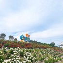 아침농장임실 | 임실치즈테마파크 장미원으로 당일치기 여행 다녀왔어요