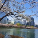 4.6(일) 석촌호수 벚꽃축제 이미지