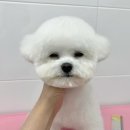 댕댕토피아 이미지