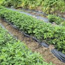 풍성농장 이미지