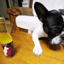 글로비코리아 이미지