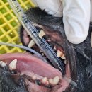 박물관옆동물병원 이미지