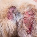 24시 블루밍 동물병원 이미지