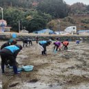 [궁항마을]바지락체험 경남신문
