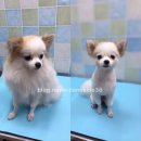 59펫살롱 이미지