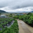 영호삼거리   당포삼거리 이미지